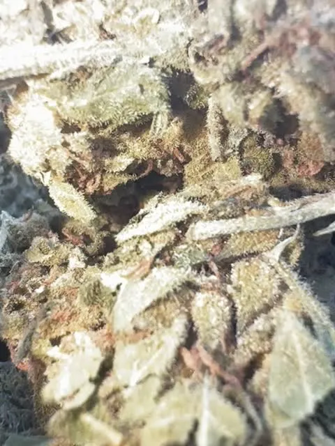 L.A Sunshine — Flower, Divine Toke Detroit, thumbnail 5